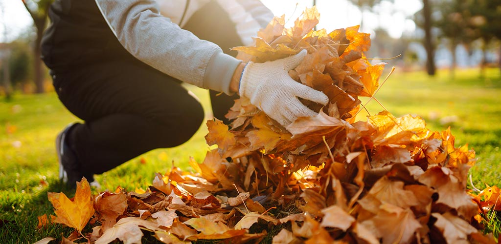 Leaf Removal: Preserving Your Lawn’s Health This Fall