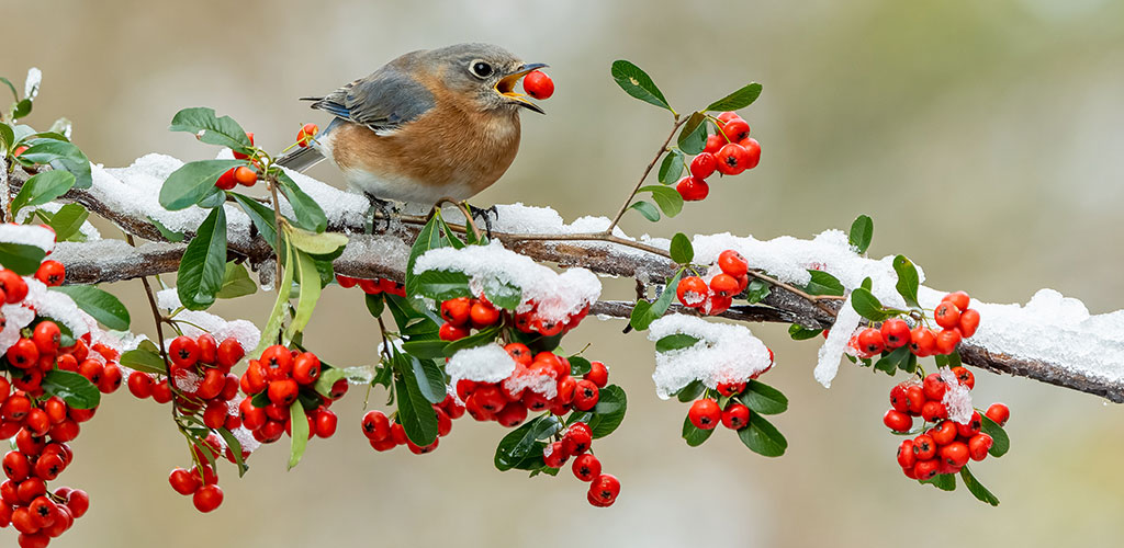 Cold-Hardy Native Plants for Alabama