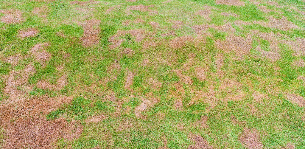 Winter lawn disease in Alabama