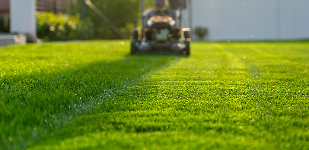 Why Professional Turf Management Matters