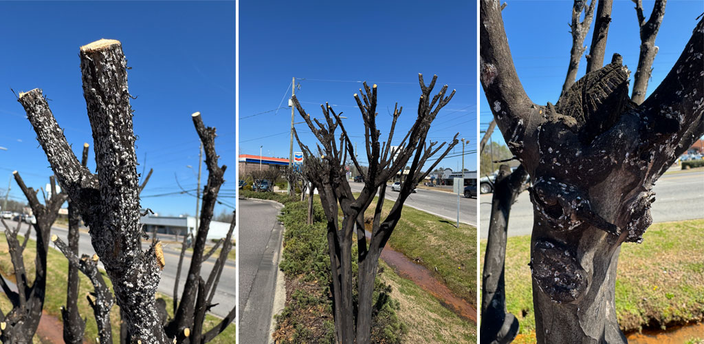 Protecting Your Crape Myrtles from Bark Scale