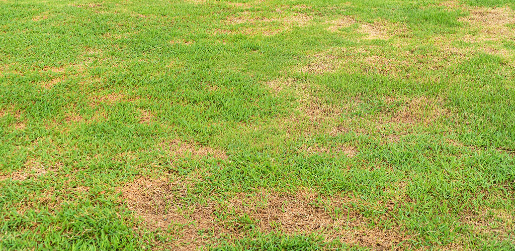 Combatting Common Lawn Diseases in Alabama’s Humid May
