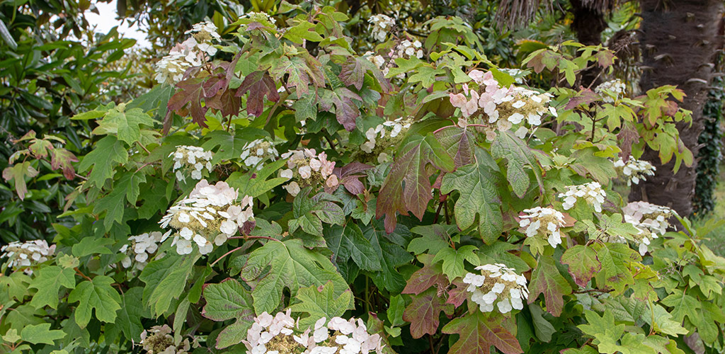 Plant of the Month: Oakleaf Hydrangea