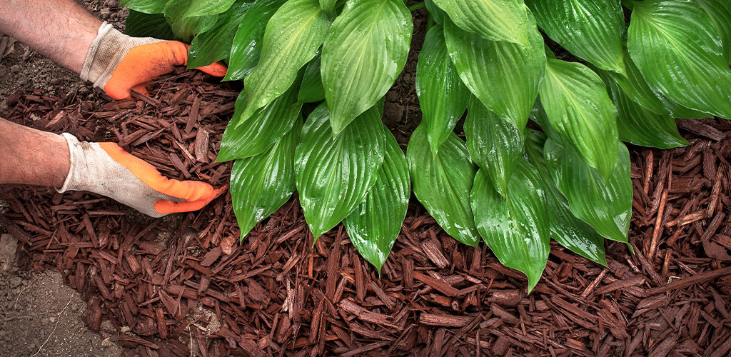 When to Mulch in Alabama (And Why Spring Is Your Last Chance)