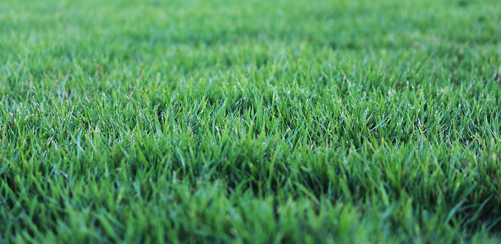 Zoysia Still Brown?