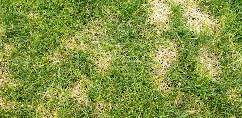 Dollar Spot Is Showing Up Early in Bermuda Lawns This Year