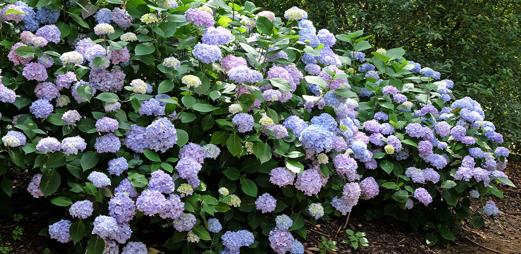 Plant of the Month: Endless Summer Hydrangea