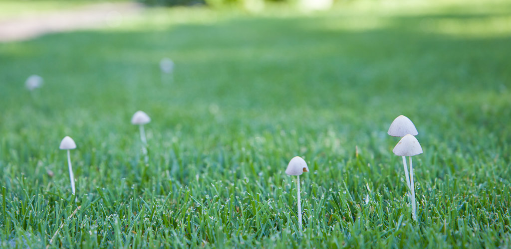 Why Mushrooms Are Popping Up in Your Lawn—and What It Means