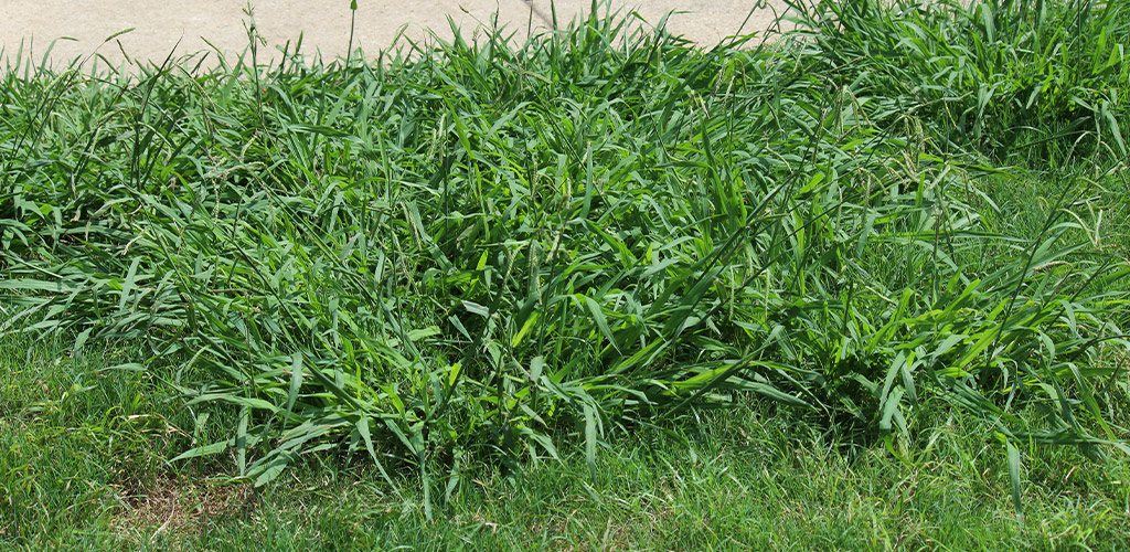 Crabgrass Control: Alabama Lawn Care Tips for Summer