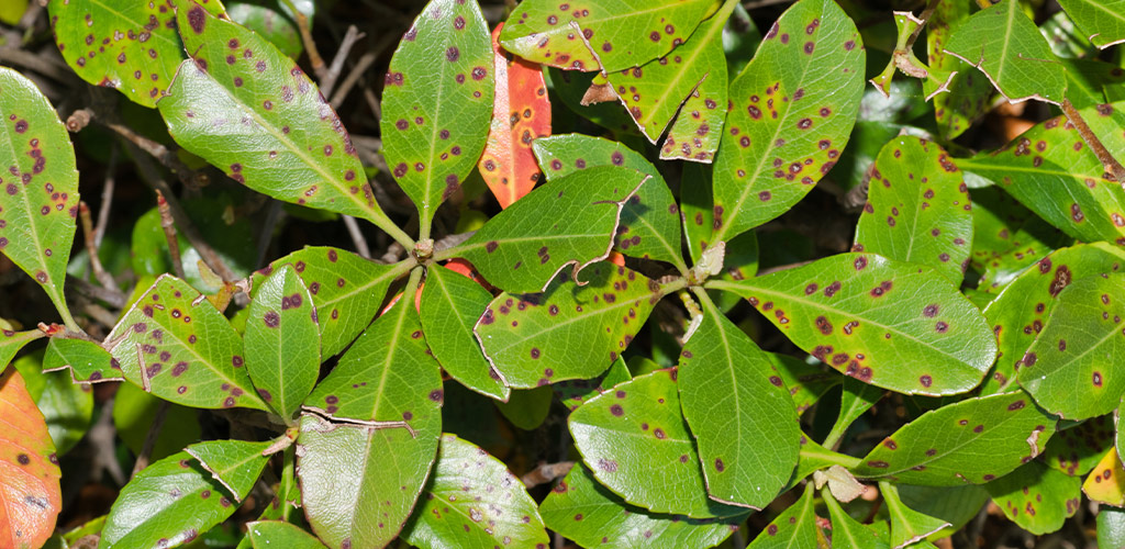 Indian Hawthorn Blight