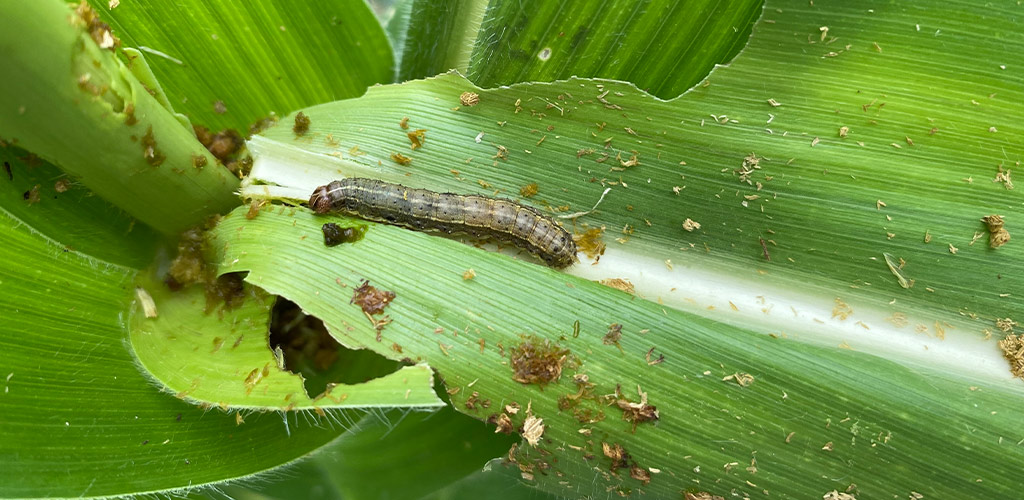 Armyworms in Alabama: What to Watch For and How to Protect Your Lawn