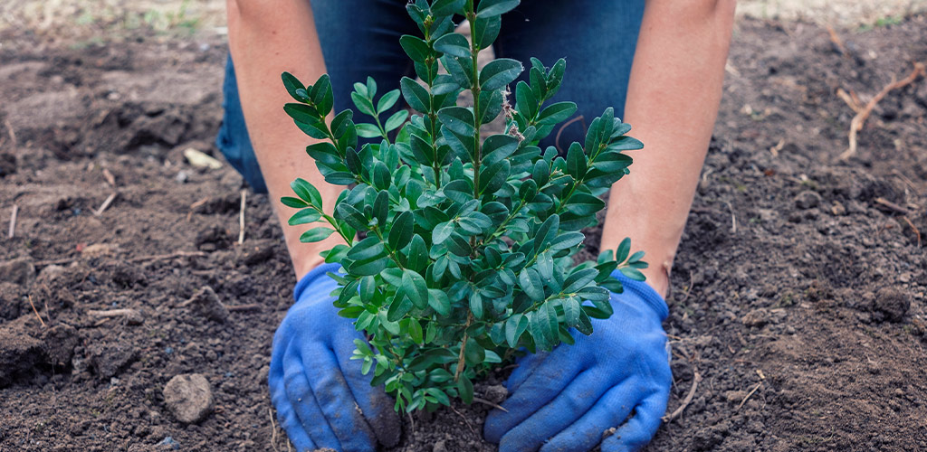 August Is a Great Time to Plan Your Alabama Fall Landscape Projects