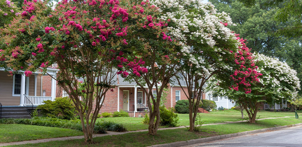 August Plant of the Month: Crape Myrtle—Color That Loves Alabama Heat