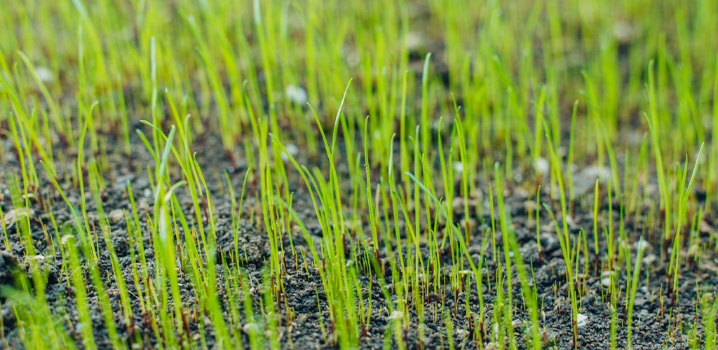 Overseed or Not? Smart Repairs for Thin Lawns & Shade Zones in Alabama