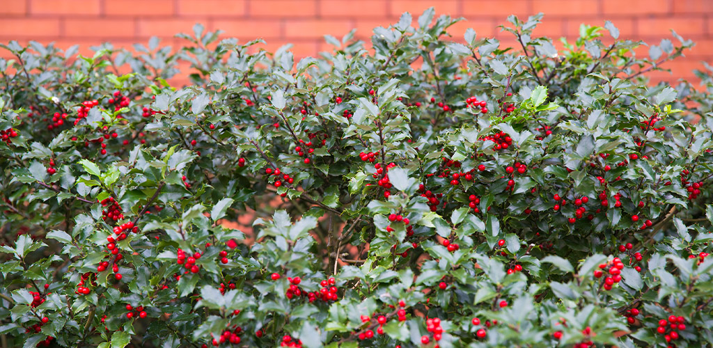 Plant of the Month: Oakleaf Holly. A Reliable Fall Workhorse for Alabama