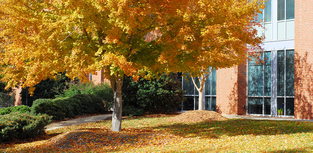 Fall Refresh for Commercial Properties: Mulch, Leaves, Seasonal Color, Curb Appeal