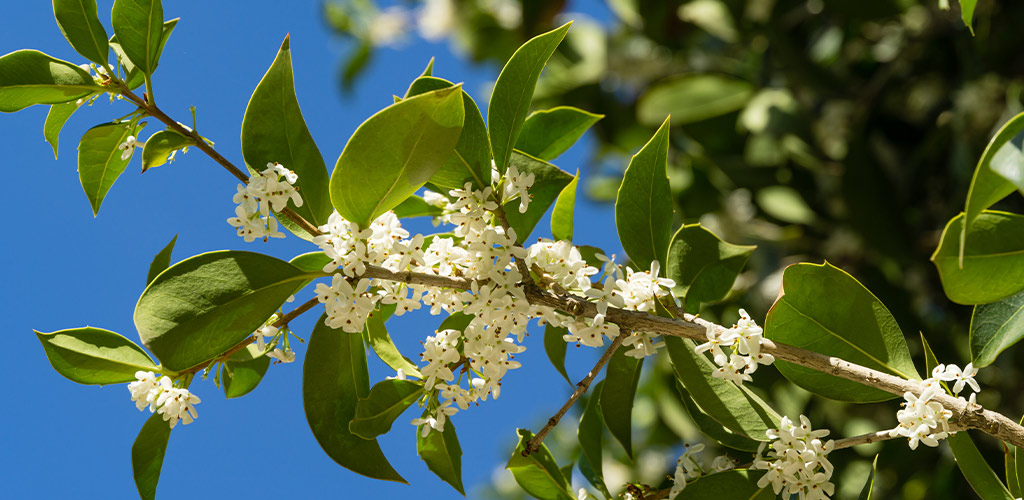 Plant of the Month: Tea Olive – Fall Fragrance for Central Alabama Yards