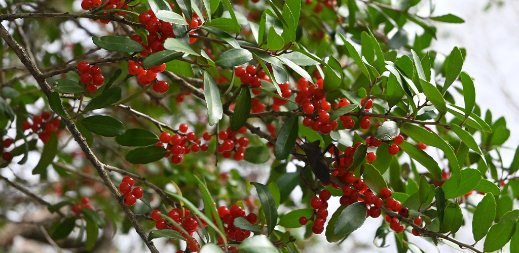 Yaupon Holly for Central Alabama Landscapes