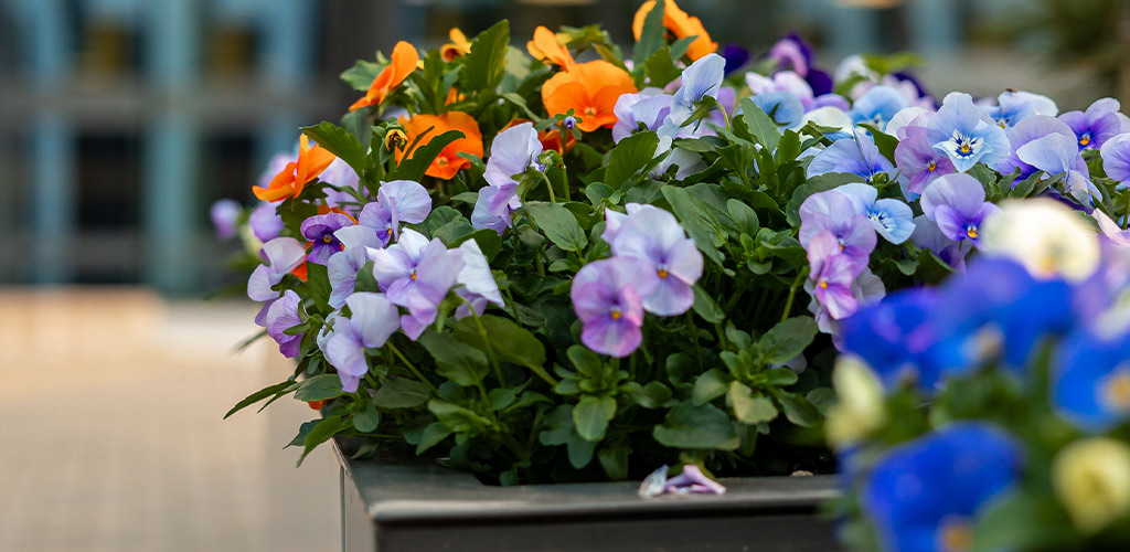 January Plant of the Month: Pansies & Violas in Alabama