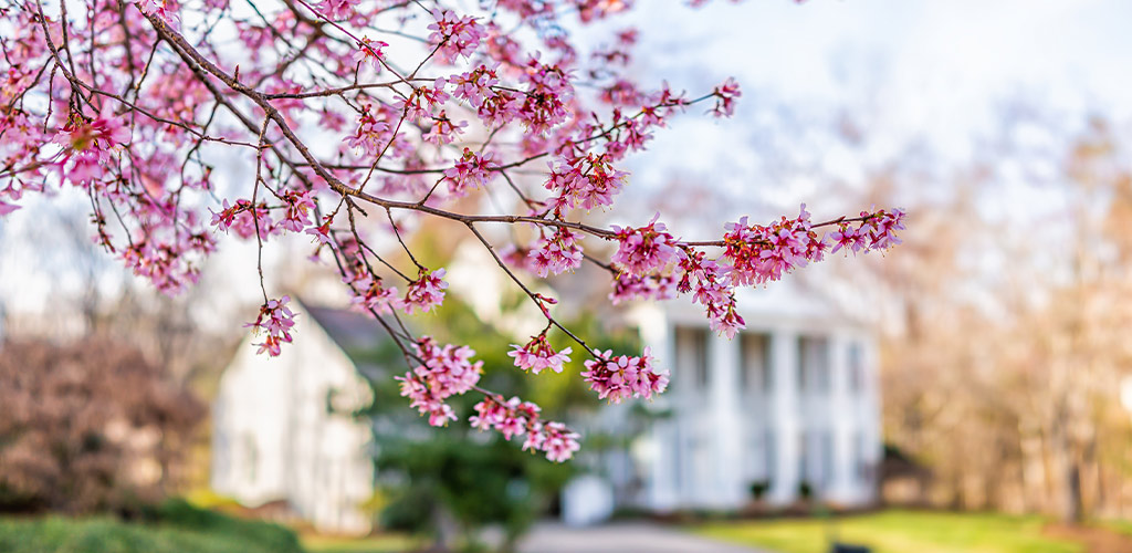 February is a critical month for protecting trees and shrubs in Alabama landscapes. While many plants are still dormant, insects are not. Scale, aphids, and spider mites often overwinter on ornamental plants and begin causing damage long before spring growth appears. One of the most effective and environmentally responsible ways to control these pests is through the use of horticultural oil