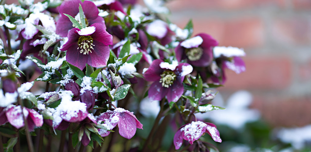 February Plant of the Month: Lenten Rose (Helleborus)