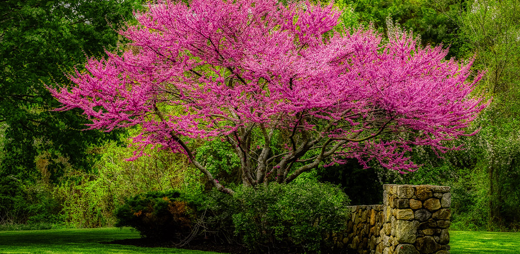 March Plant of the Month: Eastern Redbud in Birmingham Alabama