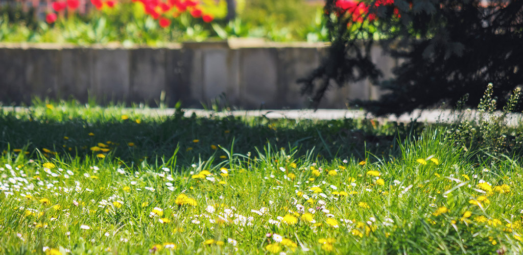 Is Your Neighbor’s Lawn Green Before Yours in Birmingham Alabama