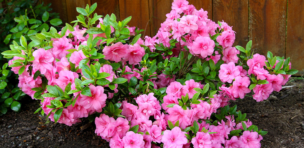 Pink azaleas in full bloom in a Birmingham Alabama residential landscape