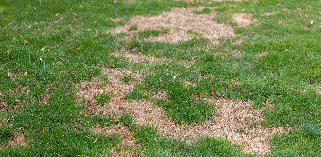 Close up of lawn pest damage on bermuda grass in a Birmingham Alabama residential yard
