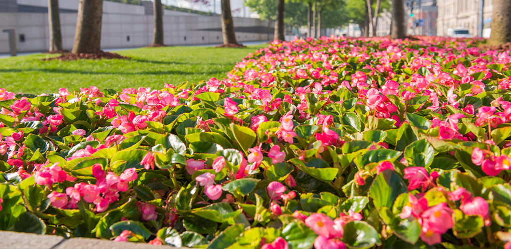 Colorful spring annuals planted at a commercial property entrance in Birmingham Alabama