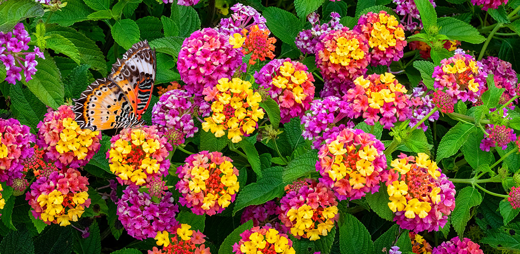 Colorful summer annual flowers planted in a residential landscape bed in Birmingham Alabama