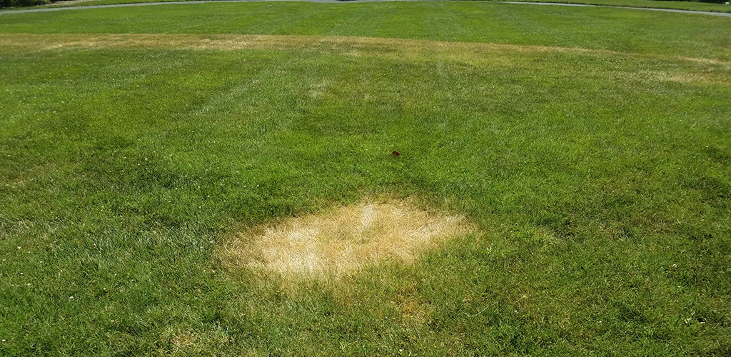 Circular brown patch of dead grass caused by fungus in a Birmingham Alabama bermuda lawn