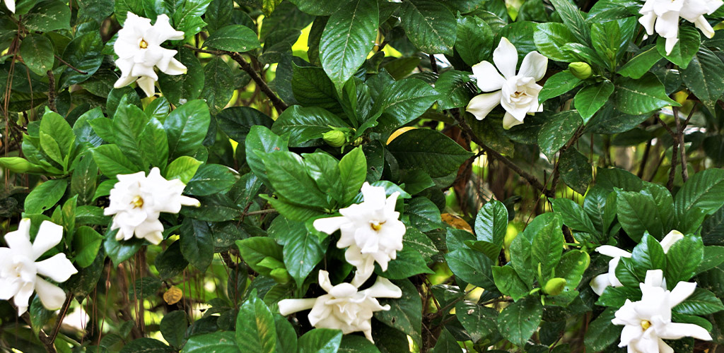 White gardenia blooms on a green shrub in a Birmingham Alabama landscape