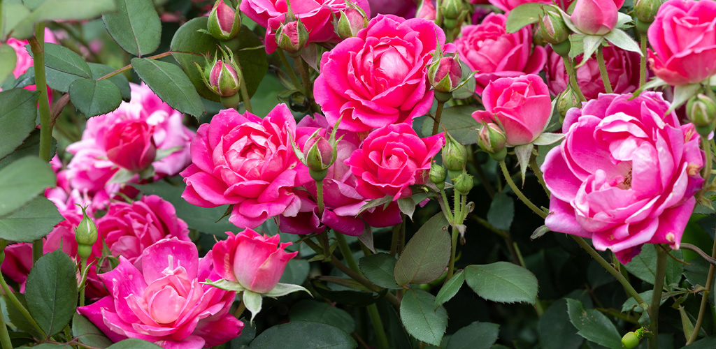 Red Knock Out roses blooming in a residential landscape bed in Birmingham Alabama