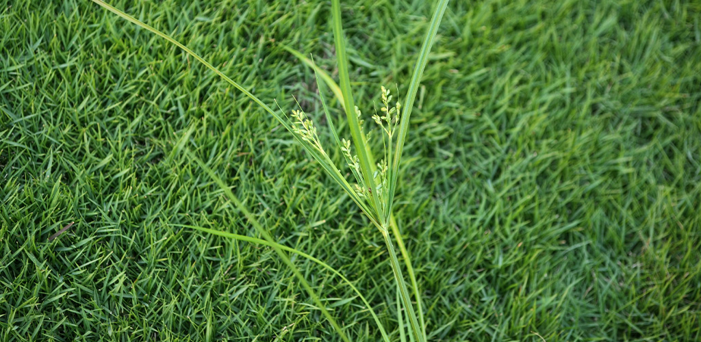 Yellow nutsedge weed growing above the surrounding turf in a Birmingham Alabama lawn
