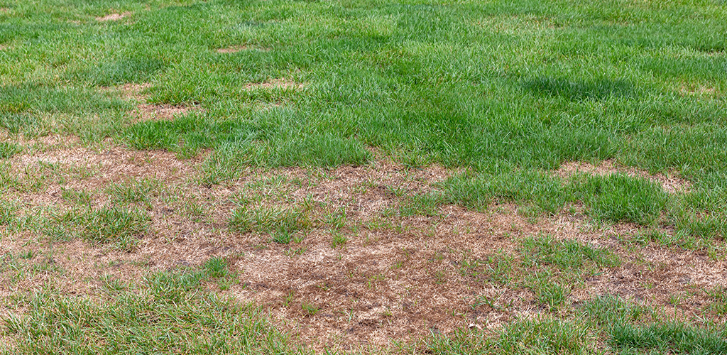 White grub larvae curled in soil underneath a Birmingham Alabama lawn