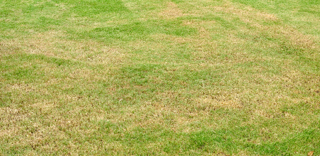 Bermuda grass lawn showing brown patches from summer heat dormancy in Birmingham Alabama