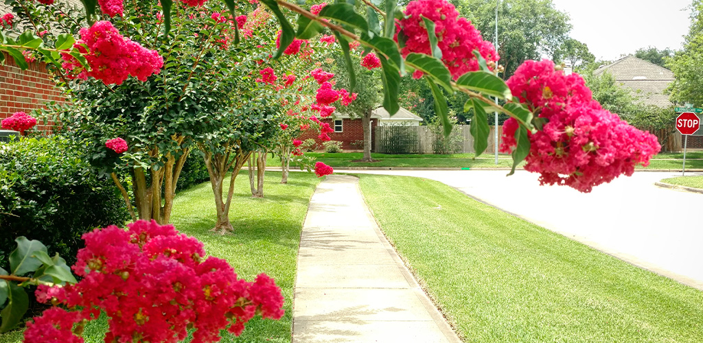 Pink crape myrtle tree in full bloom in a Birmingham Alabama residential landscape