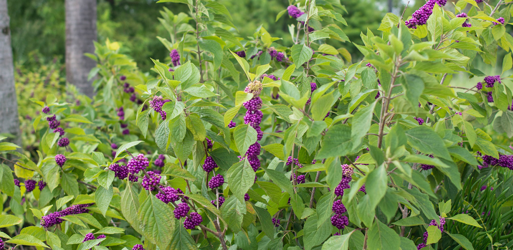 Bright purple American beautyberry clusters along an arching branch in an Alabama landscape