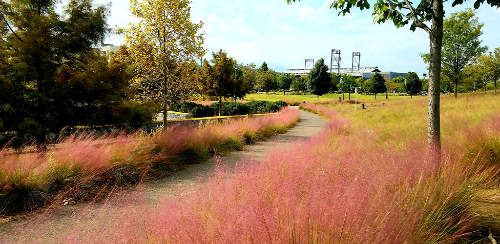 Pink muhly grass in full bloom backlit by afternoon sun in a Birmingham Alabama landscape
